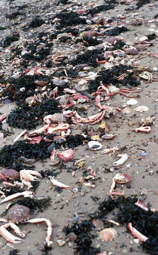 Shells and crabs on the north shore of a beach in Britannia, France
