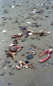 Shells and crabs on the north shore of a beach in Britannia, France