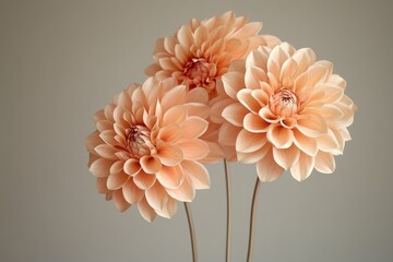 Three Peachcolored Dahlias Close