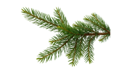  fir tree branch, highlighting the arrangement and texture of the needles. isolated on tranpsarent png
