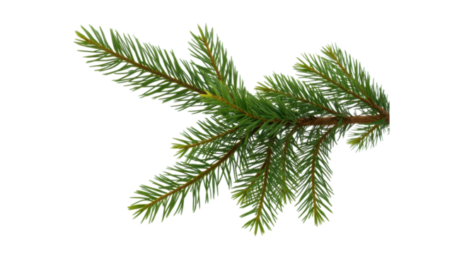  fir tree branch, highlighting the arrangement and texture of the needles. isolated on tranpsarent png