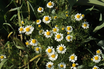 daisies on the street 