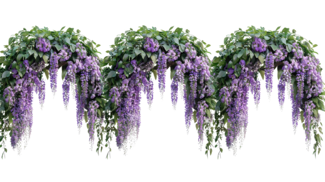 wisteria vines with purple flowers on transparent background.
