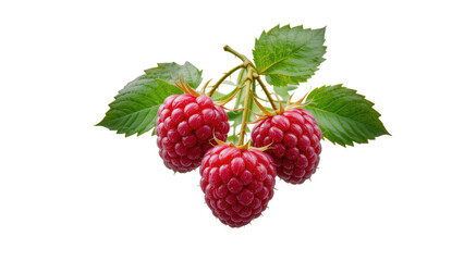 red raspberries attached to their stems and leaves, isolated on tranpsarent png