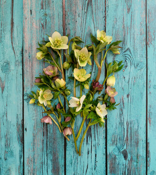 Hellebores on rustic wooden boards