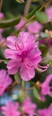 Macro photo of Rhododendron dauricum bushes with flowers with bokeh background in spring.