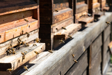 Bienenstock