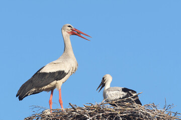 Adult storks deliver food to their chicks.
In search of food, they fly to swamps and fields.
