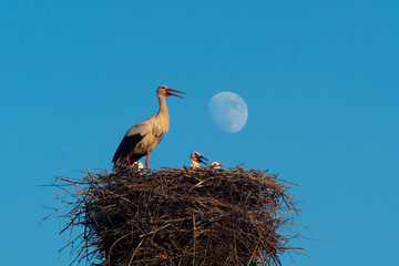 Family of white storks and the Moon.