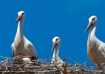 Fototapeta premium Stork chicks are waiting for adult birds to return to the nest.