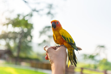 Sun conure on hand in Thailand open zoo