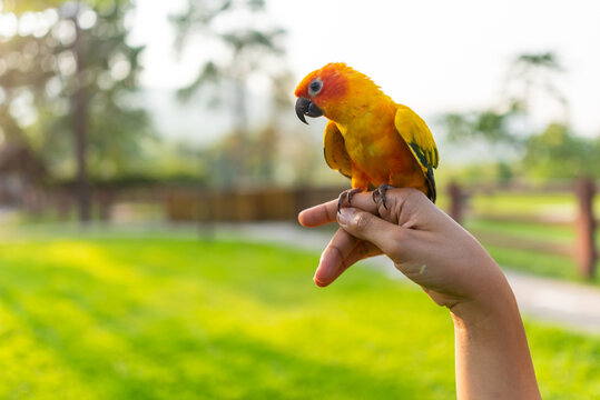 Sun conure on hand in Thailand open zoo