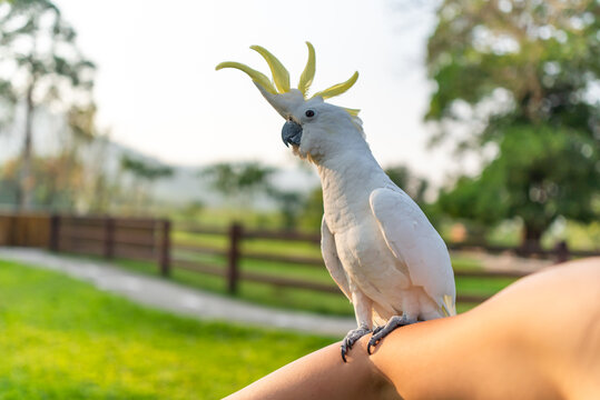 Friendly cockatoo perches on tourist&rsquo;s arm in open zoo, Thailand
