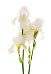 Bouquet of beautiful irises.