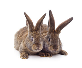 Two gray rabbits.
