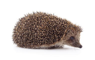 One hedgehog isolated.
