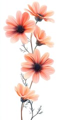 Obraz premium Delicate Peach Colored Flowers on White Background