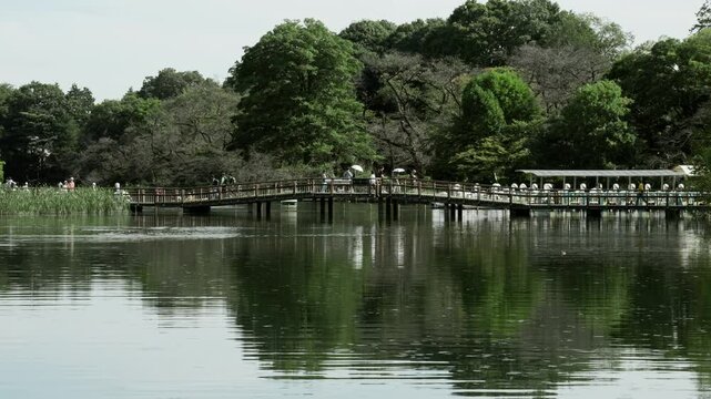 Tokyo Scene : People Crossing a Bridge in the Middle of a Pond in a Metropolitan Park Filled with Trees | Inokashira Park, Kichijoji, Tokyo, Japan