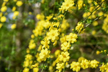オウバイ　Winter jasmine