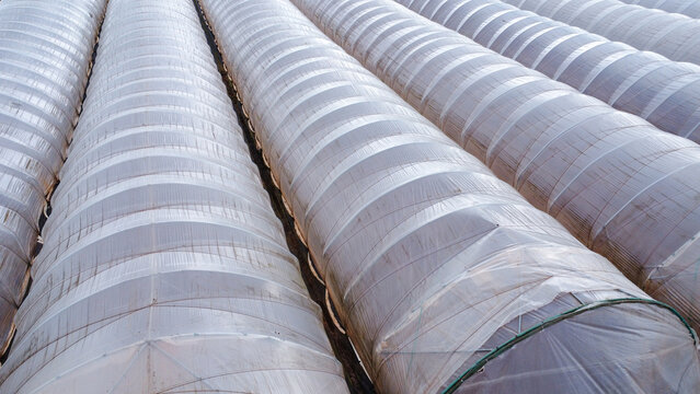 Drone shot of rows of polytunnels on farmland