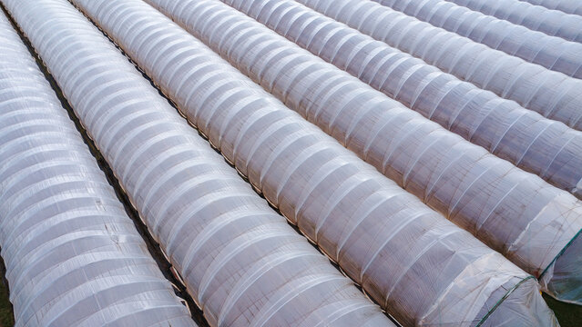 Aerial shot of rows of polytunnels in a field
