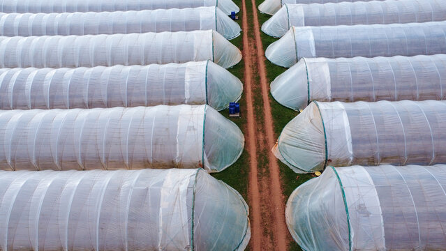Drone shot of a track between rows of polytunnels on farmland.