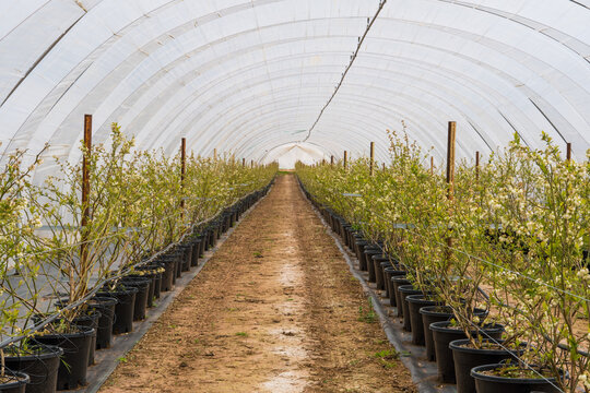 Flowers of blueberry plants in a polytunnel