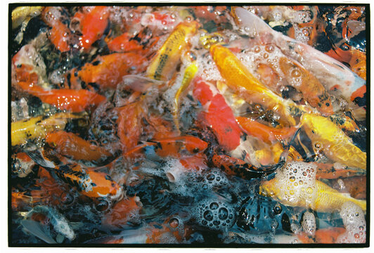 Colorful koi fish swimming in pond  
