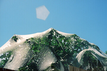 A fig tree protected with a translucent mesh