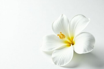 Close-up of pristine white flower on stark white backdrop, plant, beauty, simple