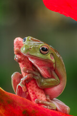 Dumpy white tree frog on a red flower