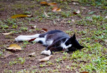 Fototapeta premium Black and white cat sleeping on outdoor grass ground with tongue out.