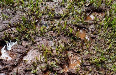 Dirty wet ground soil with sticky mud and green grasses isolated on horizontal ratio background.