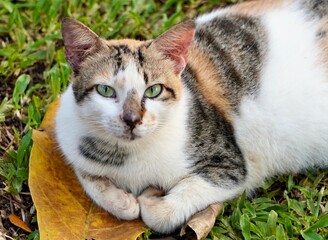 Cute stray striped calico cat looking at the camera isolated on horizontal dry leaf and green grasses background.