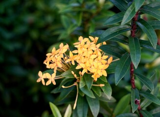 Groups of yellow ixora asoka flowers isolated on horizontal ratio fresh green leaves background.