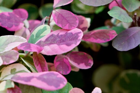 Breynia or ambal pink green leaves isolated on horizontal ratio background.