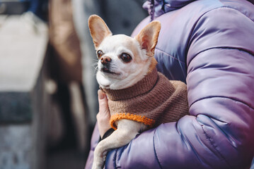 red and white Chihuahua dog in woman hands, small dog under arm, dogwalking concept
