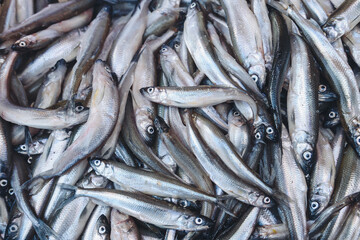 Fototapeta premium fresh raw smelt for sale, fish pattern, tasty food, fish farming concept, background