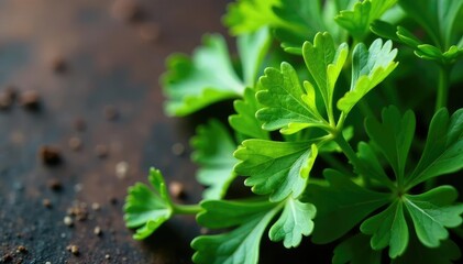 Close-up view of parsley forming a decorative motif , visual texture, leaves, backdrop