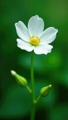 delicate white flower isolated on a clean surface, greenery, botanical, nature