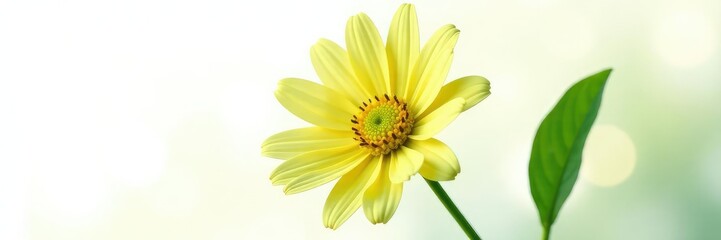 Freshly cut flower on white background isolated, green, nature, petals