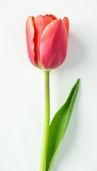 Fototapeta premium Freshly picked tulip stem against a white background, pure, flower