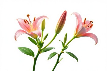 Obraz premium Isolated stem with flowers and leaves on white background, nature, garden, lily