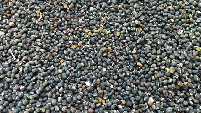 Urad beans 