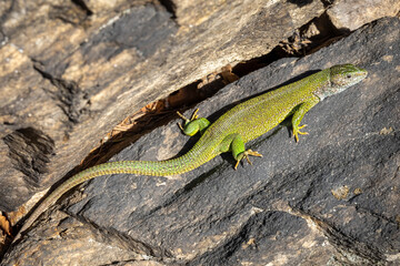 Vibrant Green Lizard Sunbathing on Rocky Surface