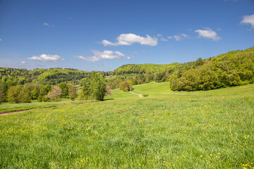 Beautiful spring landscape with deep green meadows