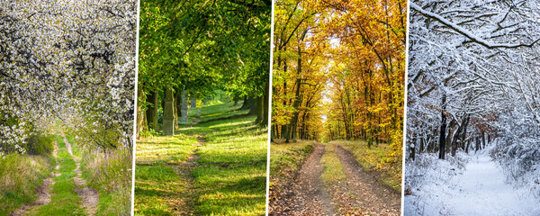 Four season collage from vertical banners with paths under canopy of trees © Jaroslav Machacek