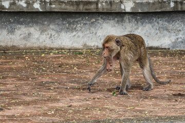 Dominant urban macaque with bulging cheek pouches - streetwise monkey carrying stolen treats
