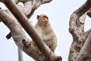 Dangerous urban macaque scanning surroundings from treetop - primate vigilance behavior