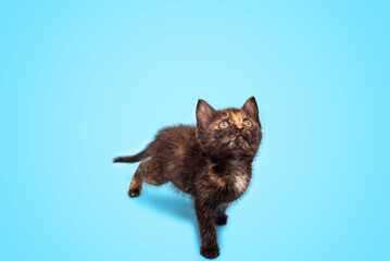 A cute fluffy kitten is playing and looking up at a blue background. Selective focus